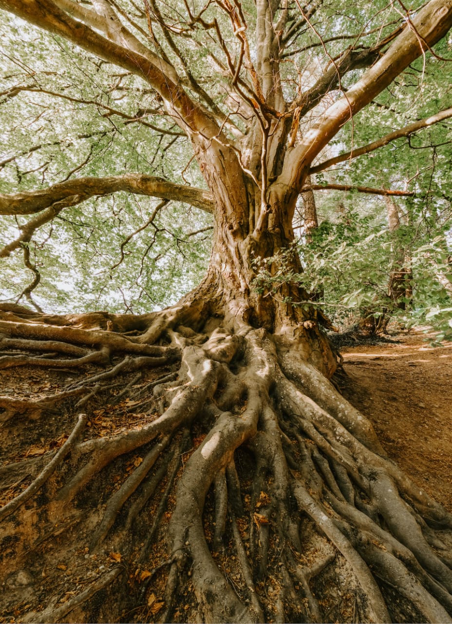 मूुुु्ल क्या है ?TIPS OF ROOT (मूल) ?1 . मुसला जड़ ( TAP ROOT ) 2 . रेशेदार जड़ या अपस्थानिक जड़, मुसला जड़ ( TAP ROOT ),रेशेदार जड़ या अपस्थानिक जड़, मूल के क्षेत्र,मूल के रूपांतरण, ,