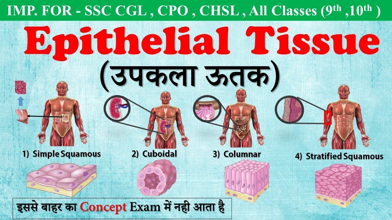 epithelial tissue, उपकला उत्तक,संयोजि उत्तक,पेशी उत्तक,तंत्रिका उत्तक,एवं उनके प्रकार,1. शाल्की उपकला 2. घनाकार उपकला 3. स्तंभकार उपकला,(1) कंकाल पेशी (2) चिकनी पेशी (3) हृदय पेशी,